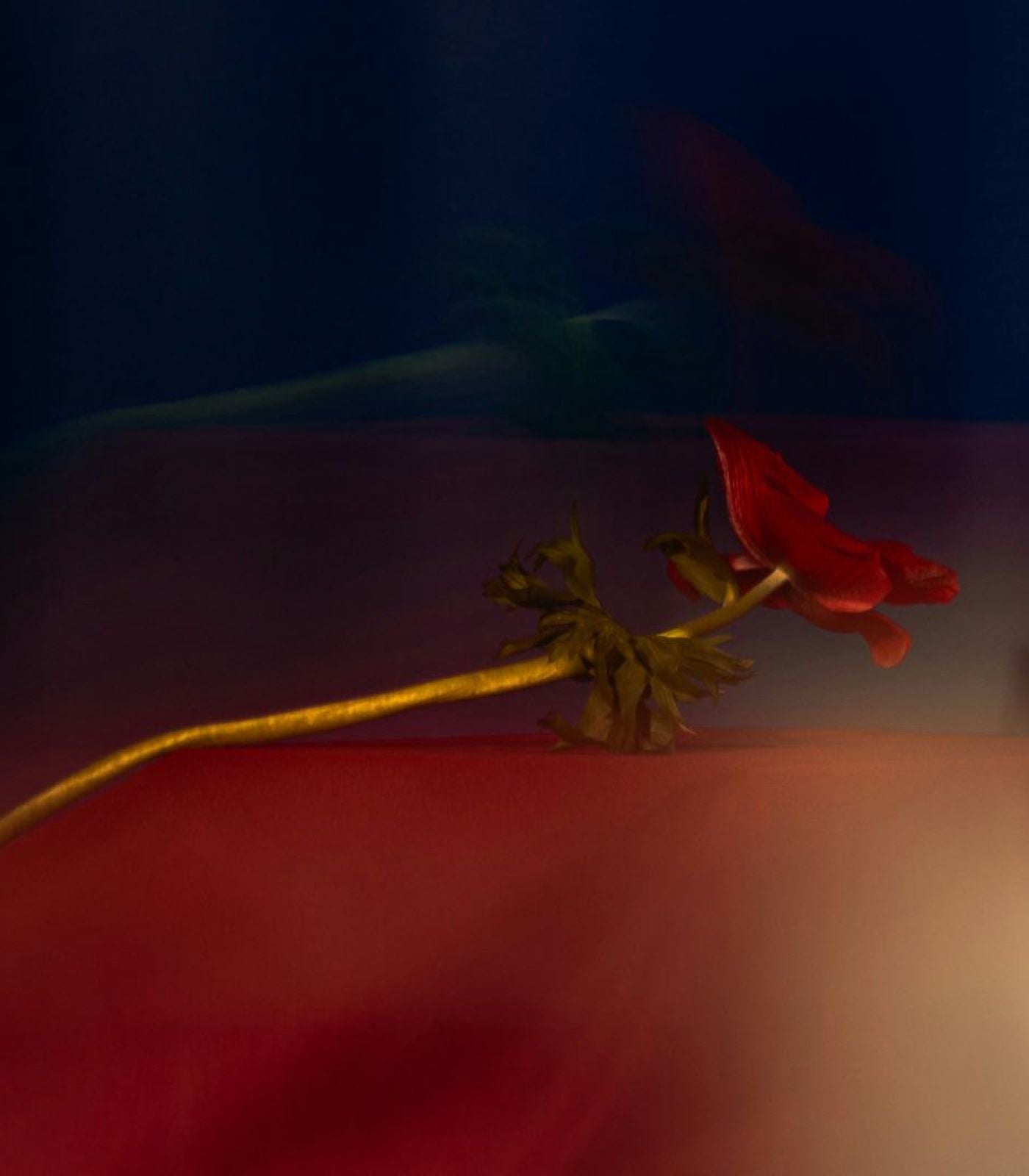 Rose  & Coffee Bean